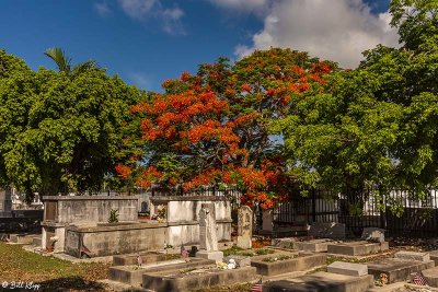 Royal Poinciana, Key West Cemetery  4