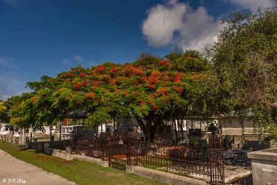 Royal Poinciana, Key West Cemetery  5