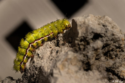 IO Moth Caterpillar, Key West, Photos by Bill Klipp