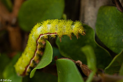 IO Moth Caterpillar, Key West, Photos by Bill Klipp