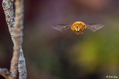 Valley Carpenter Bee 3