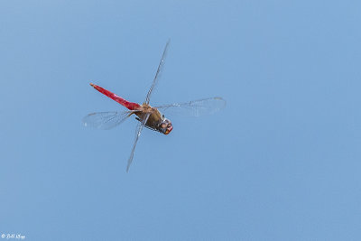 Dragonfly, Blue Hole, Big Pine Key 2