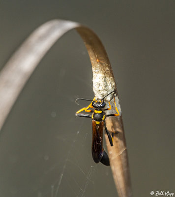 Paper Wasp 5