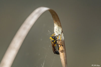 Paper Wasp 6
