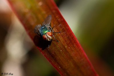 Fly 4