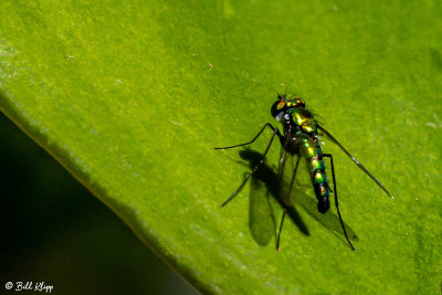 Fly 3