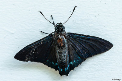 Mangrove Skipper Butterfly 1