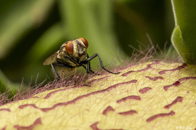 Flesh Fly 2