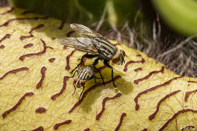 Flesh Fly on Starfish Cactus Flower 3