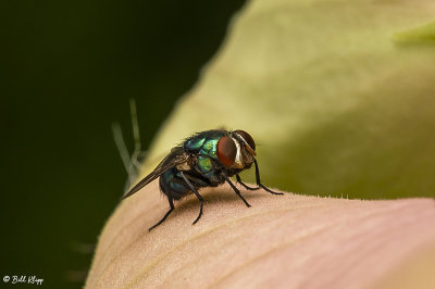 Green Bottle Fly 1