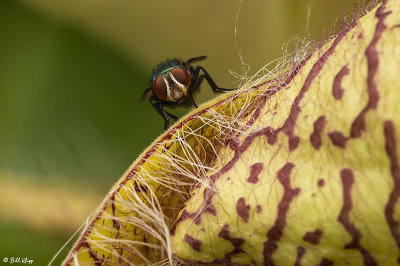 Green Bottle Fly 4