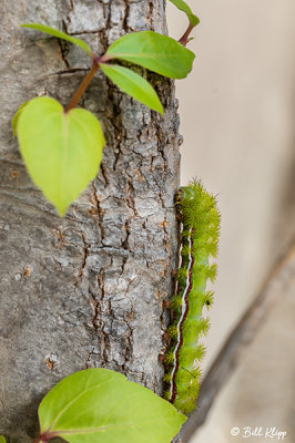 IO Moth Caterpillar  1