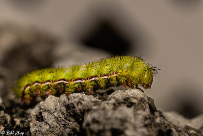 IO Moth Caterpillar  3