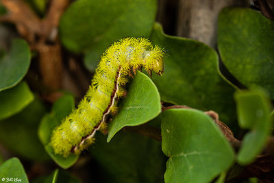 IO Moth Caterpillar 5
