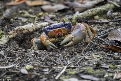 Blue Land Crab, Blue Hole, Big Pine Key  2