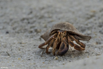 Hermit Crab, Little Palm Island  2