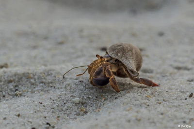 Hermit Crab, Little Palm Island  3
