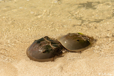 Horseshoe Crabs, Marquesas Keys  4