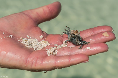 Spider Crab, Marquesas Keys  1