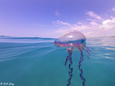 Portuguese Man-of-War  4