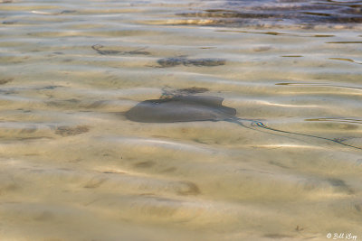 Sting Ray, Marquesas Keys  2