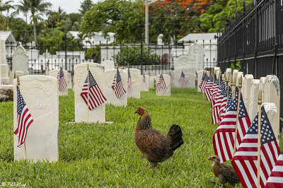 Rooster, Key West Cemetery  11