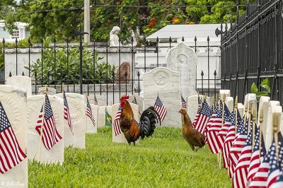 Rooster, Key West Cemetery  12