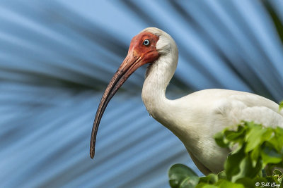 White Ibis, Little Palm Island  17