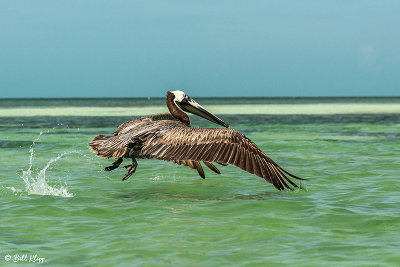 Brown Pelican  8