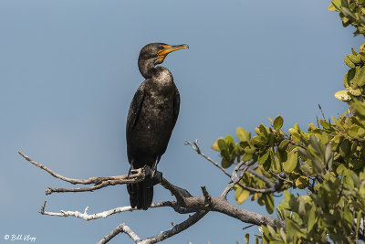 Double-crested Cormorant, Split Rocks  6