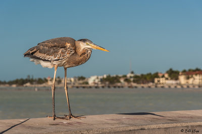 Great Blue Heron   6