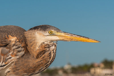 Great Blue Heron  6