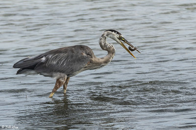 Great Blue Heron  8