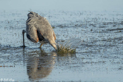 Great Blue Heron 10