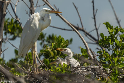 Great White Heron  19