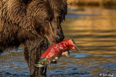 Brown Bears, Kulik  1