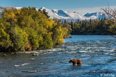 Brown Bears of Brooks Falls