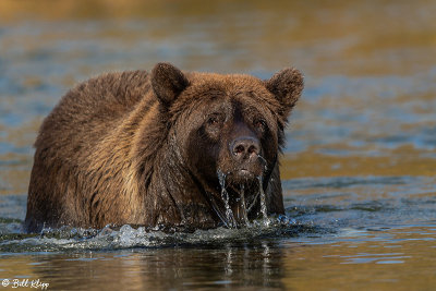 Brown Bears, Kulik  2