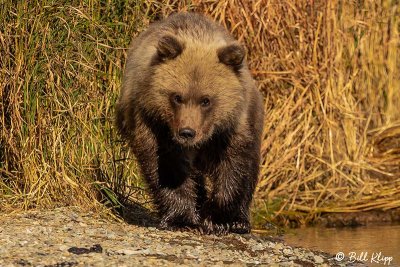 Brown Bears, Kulik  3