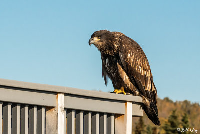 Juvenile Bald Eagle, Brooks Camp 3