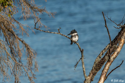 Belted Kingfisher, Brooks Camp  2
