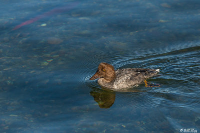Goldeneye, Brooks Camp 2