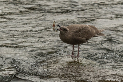 Gull, Brooks Camp  1