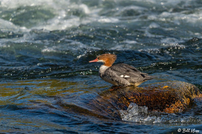 Merganser, Brooks Camp  2