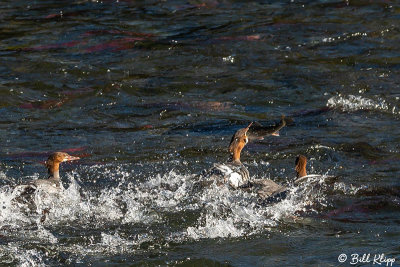 Merganser, Brooks Camp 4