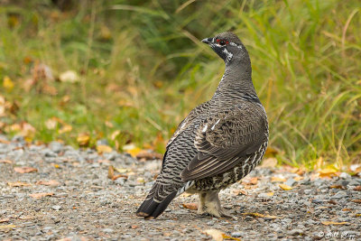 Spruce Grouse, Brooks Camp  1