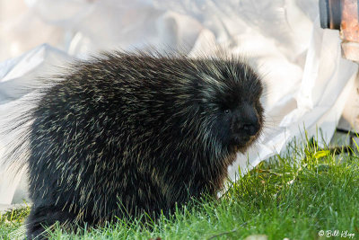 Porcupine, Brooks Camp 2