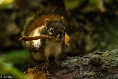 Red Squirrel, Brooks Camp 1