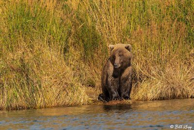 Brown Bears, Kulik  8