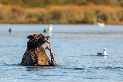 Brown Bears, Kulik  1